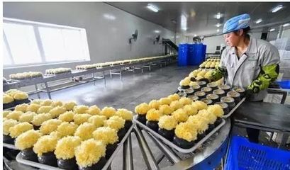 訪企業、解難題、促“六穩”——尤溪 深入項目一線為企精準把脈，力促商貿繁榮發展